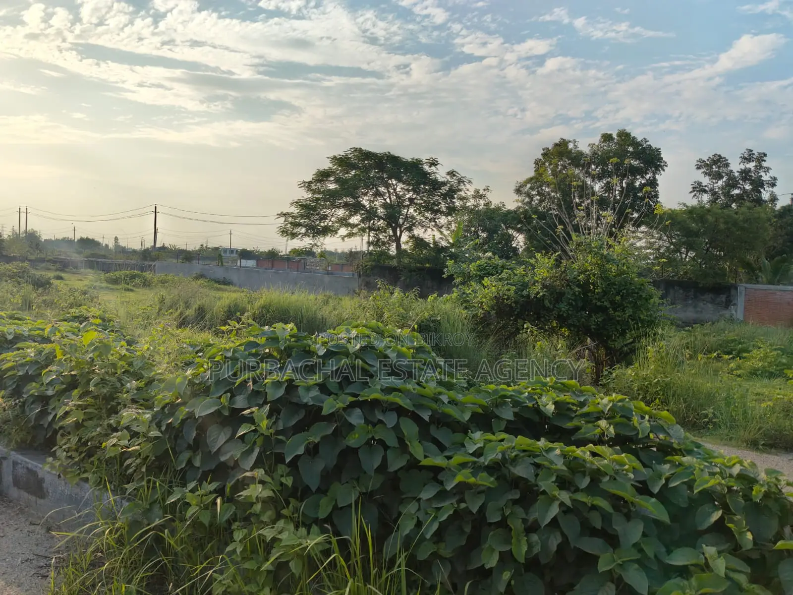 Near 160ft. East Facing, 5 Katha in Sec#20 in Purbachal