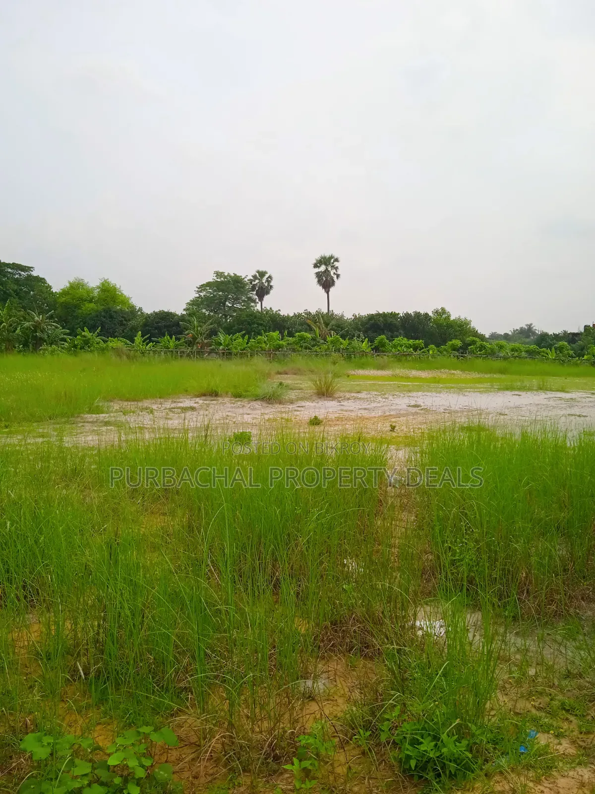 60 Decimal Land for Sale Suitable for Residential/Commercial Projects in Purbachal