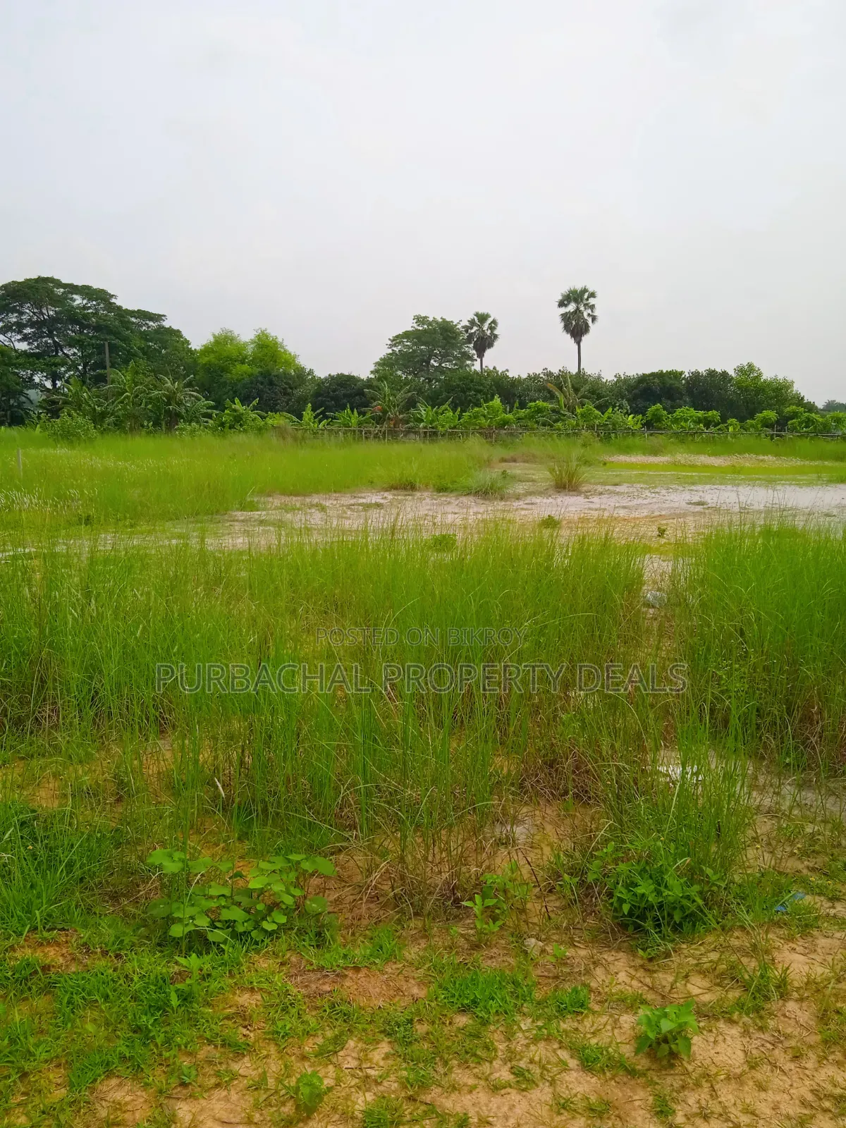 60 Decimal Land for Sale Suitable for Residential/Commercial Projects in Purbachal