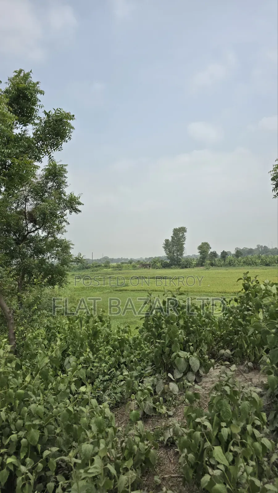 112 Decimal Land Sale in Kaliganj