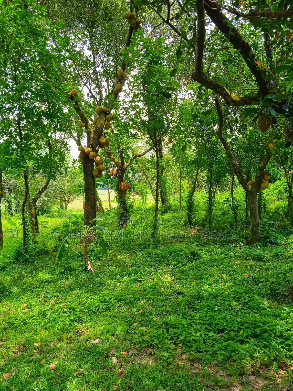 105 Decimal Hill-Type Garden Land for Sale in Kaliganj in Kaliganj