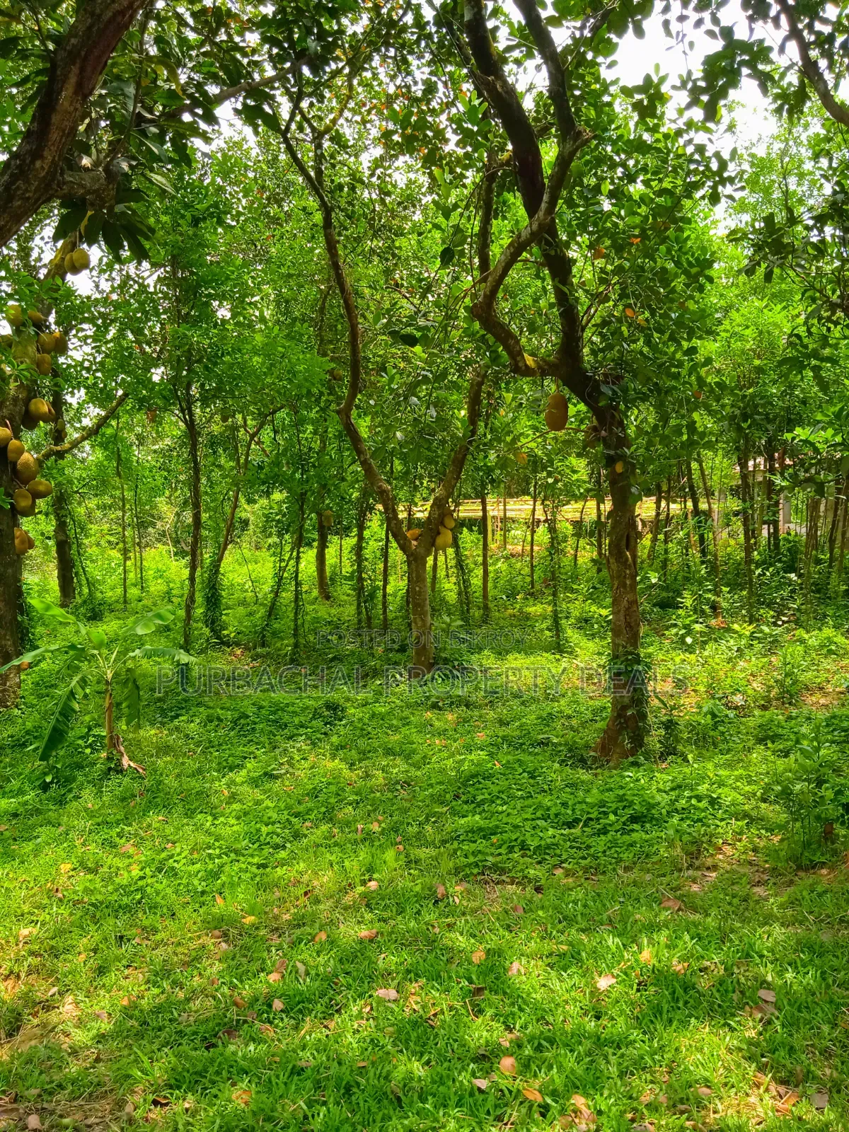 105 Decimal Hill-Type Garden Land for Sale in Kaliganj in Kaliganj