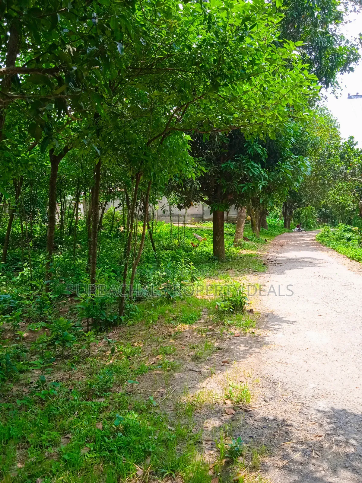 105 Decimal Hill-Type Garden Land for Sale in Kaliganj in Kaliganj