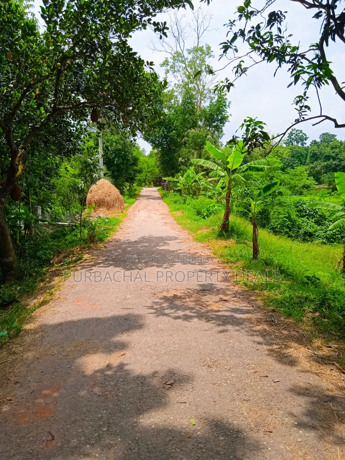 105 Decimal Hill-Type Garden Land for Sale in Kaliganj in Kaliganj
