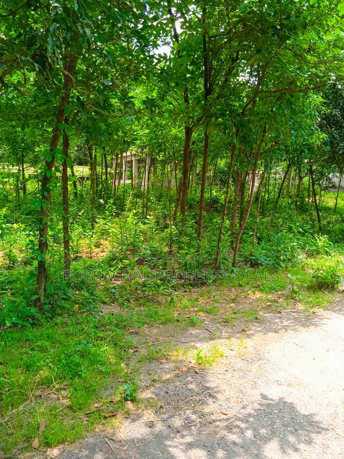 105 Decimal Hill-Type Garden Land for Sale in Kaliganj in Kaliganj