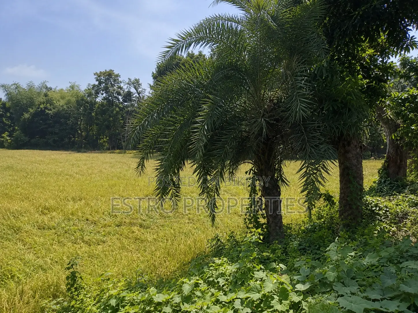 6 Bigha land at Kudir Bottola, Khulna at 58 Lakh per Bigha on the highway in Khulna