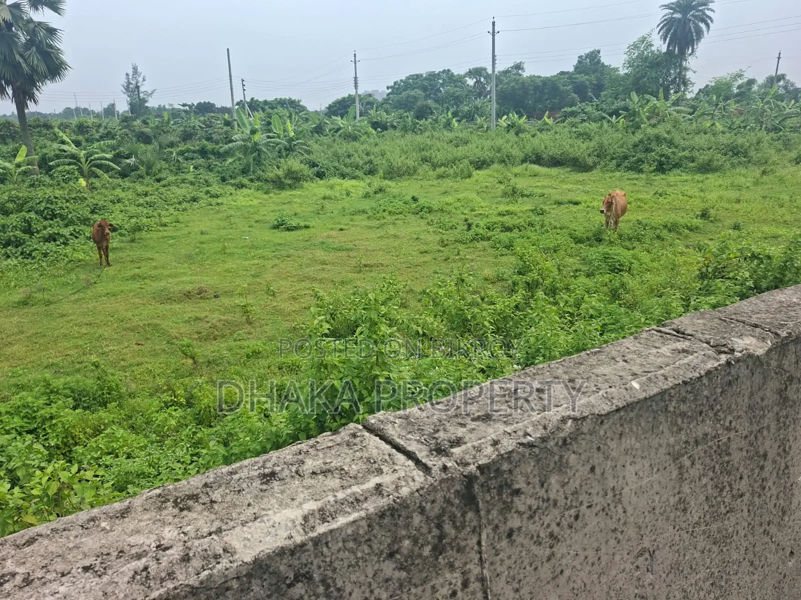 75ft Road 10 Katha North Facing Sector-16 in Purbachal