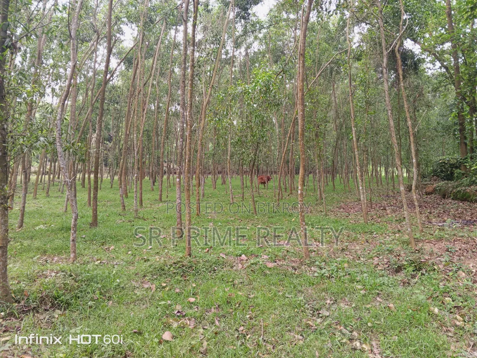 127 Decimal Land with Garden Beside 20 Feet Road - Kaliakair, Jathila in Kaliakair