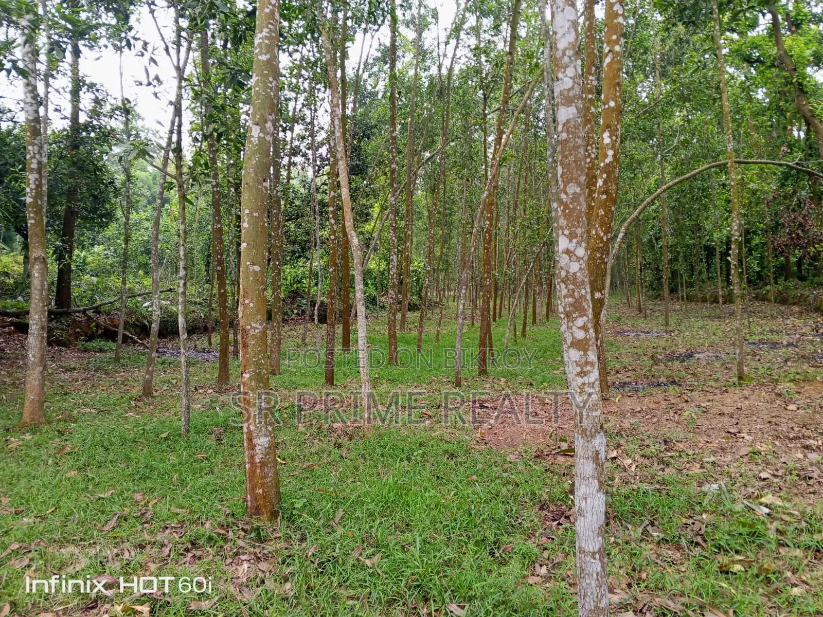 127 Decimal Land with Garden Beside 20 Feet Road - Kaliakair, Jathila in Kaliakair