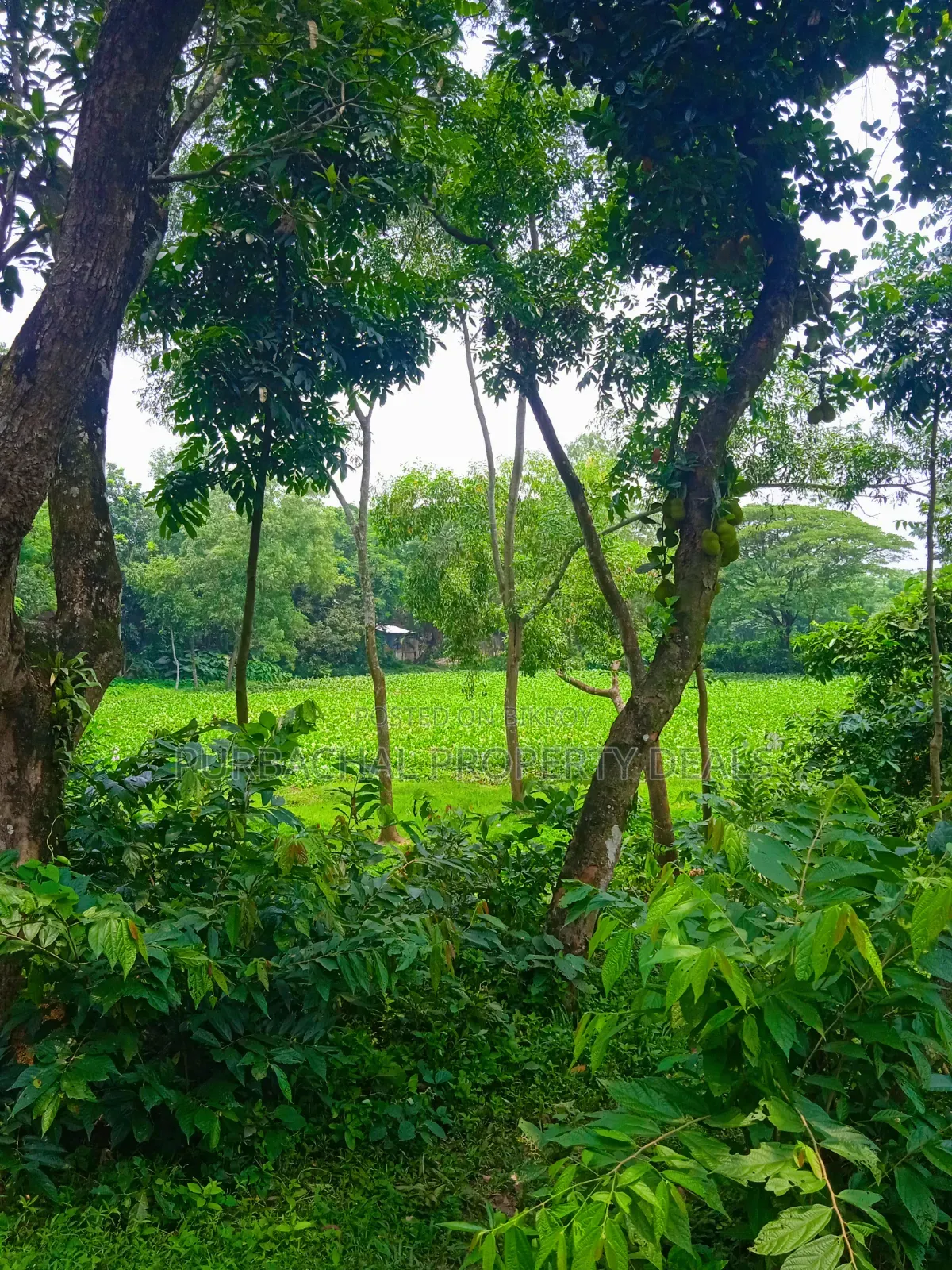 120 Decimal Premium Land for Sale Next to Bhuiyan Group Housing Project in Kaliganj