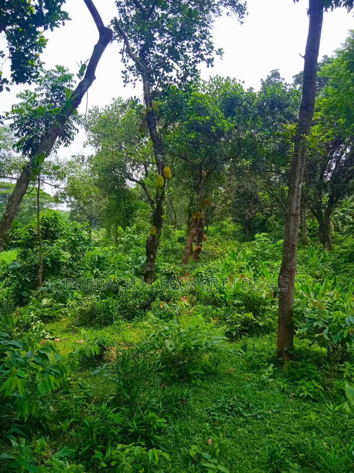 120 Decimal Premium Land for Sale Next to Bhuiyan Group Housing Project in Kaliganj