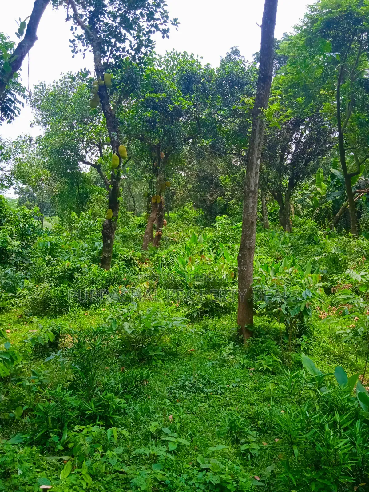 120 Decimal Premium Land for Sale Next to Bhuiyan Group Housing Project in Kaliganj