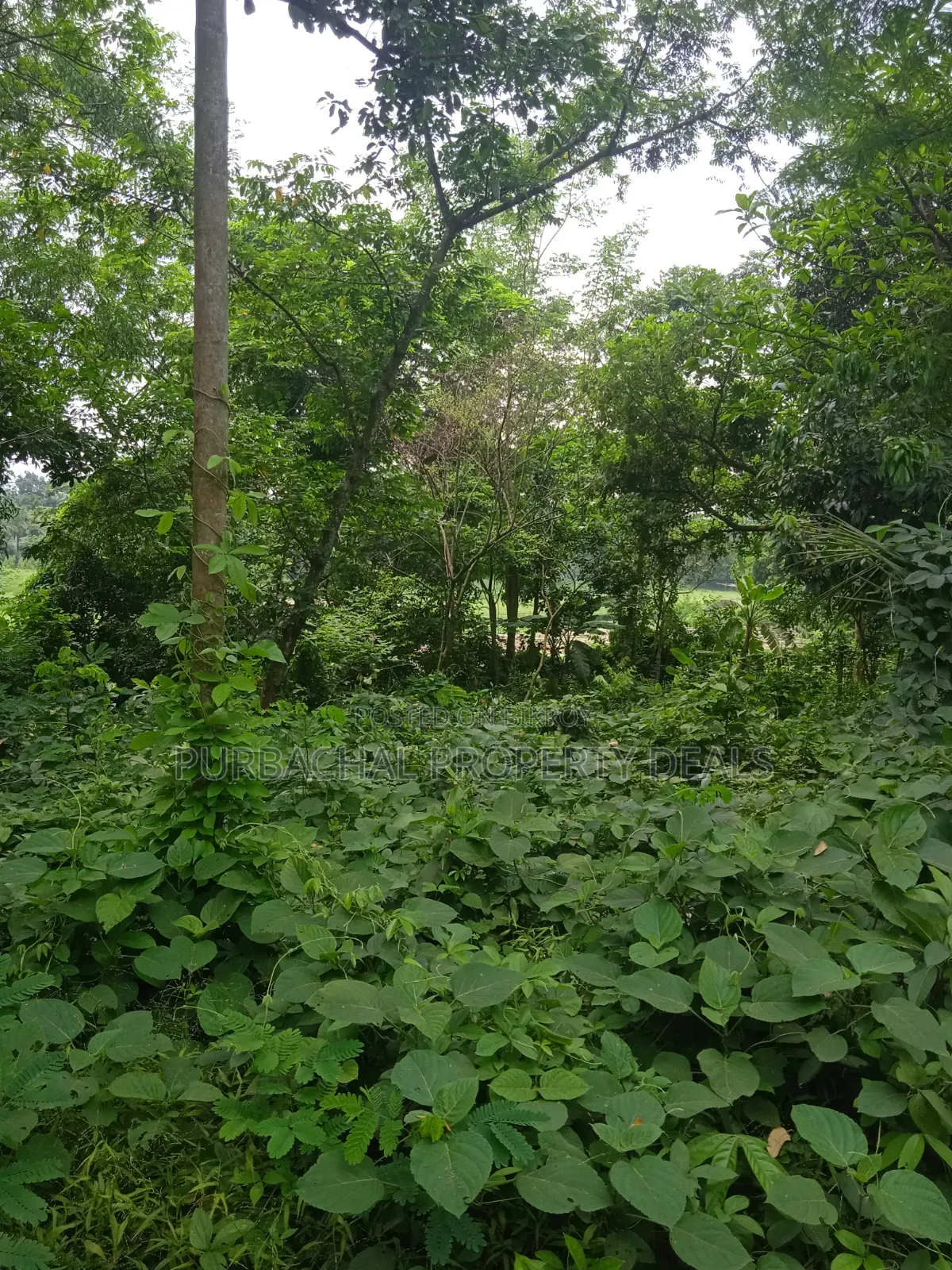 5 Bigha Land for Sale near Bhuiyan Group, Nagari Bazar, Kaliganj, Gazipur in Kaliganj