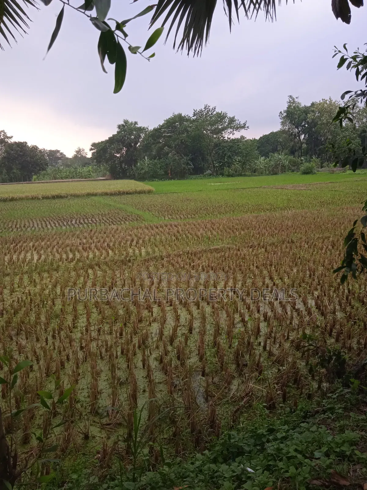 Not a housing project plot, buy real local land seen on-site in Purbachal