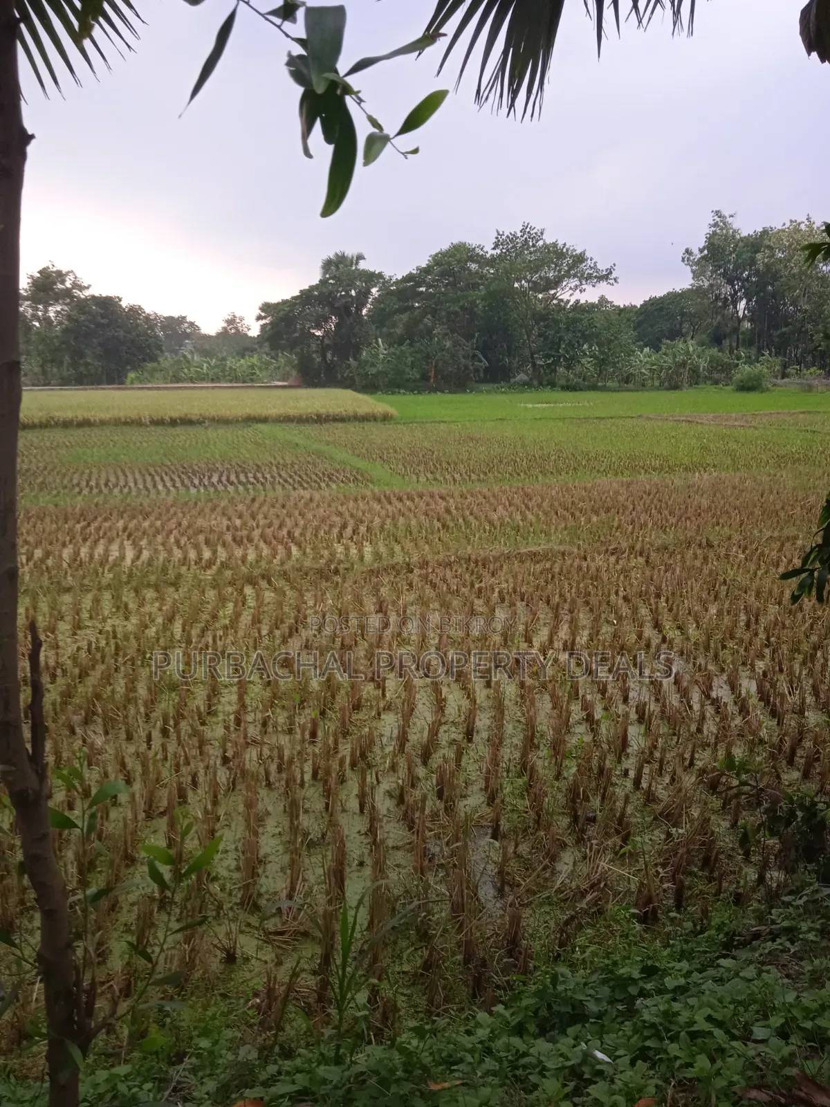 Not a housing project plot, buy real local land seen on-site in Purbachal