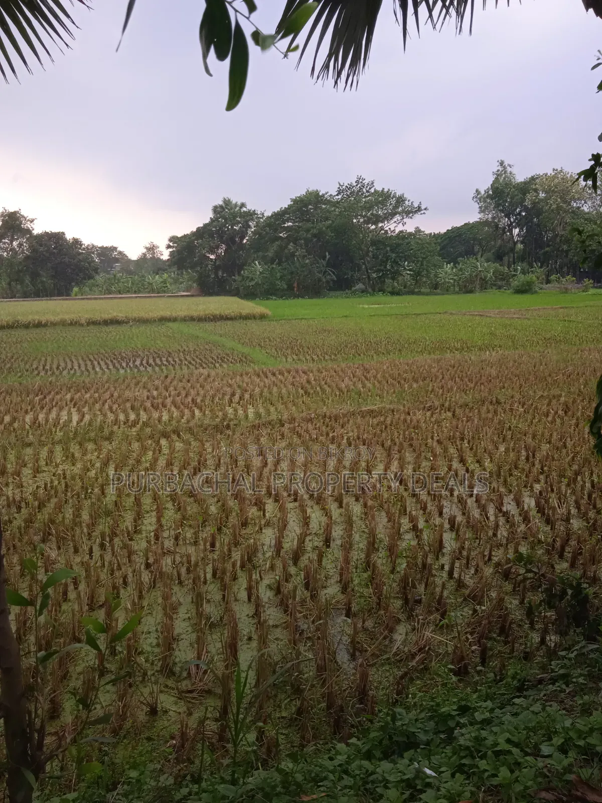 Not a housing project plot, buy real local land seen on-site in Purbachal