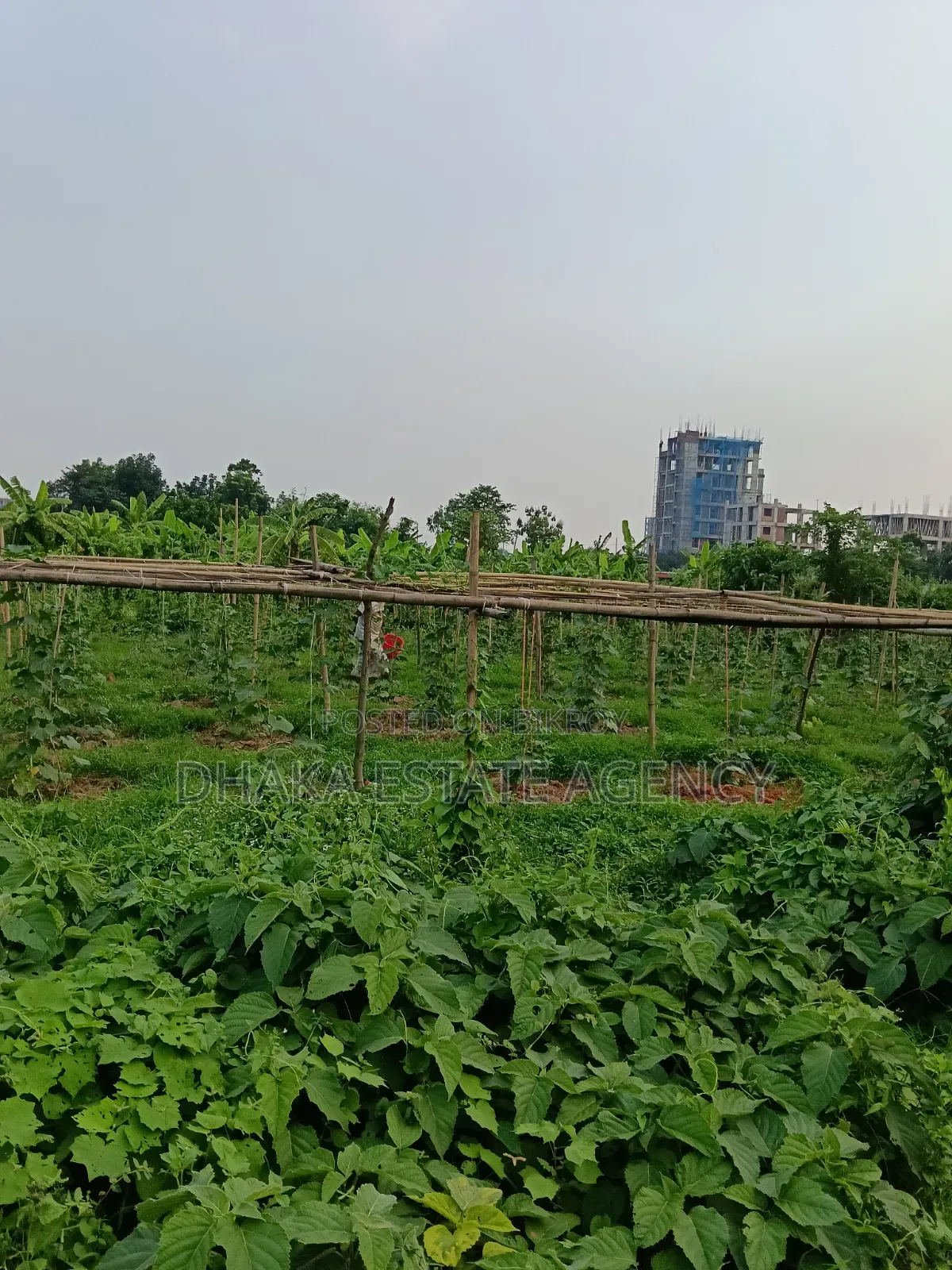 Urgent Block-P, North Facing 5 Katha Plot Sale in Basundhara