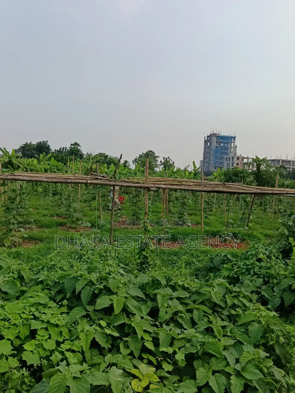Urgent Block-P, North Facing 5 Katha Plot Sale in Basundhara