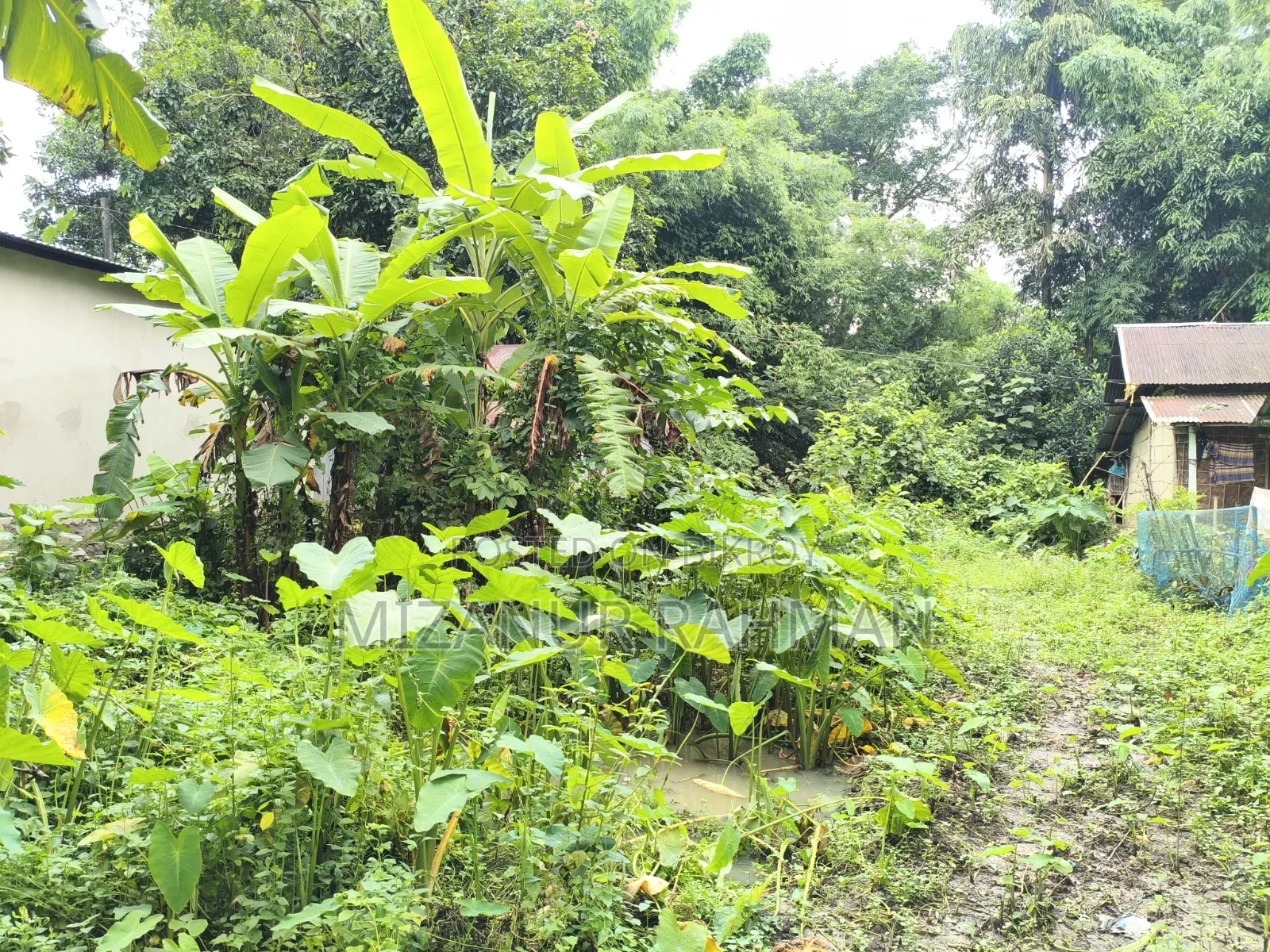 Urgent Land Sale | Ready for House Construction! in Golapganj