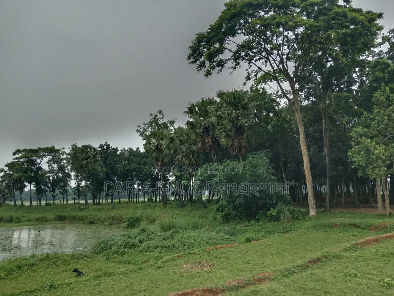 8 Bighas of land in one plot in Ward 40, Gazipur City in Gazipur Sadar