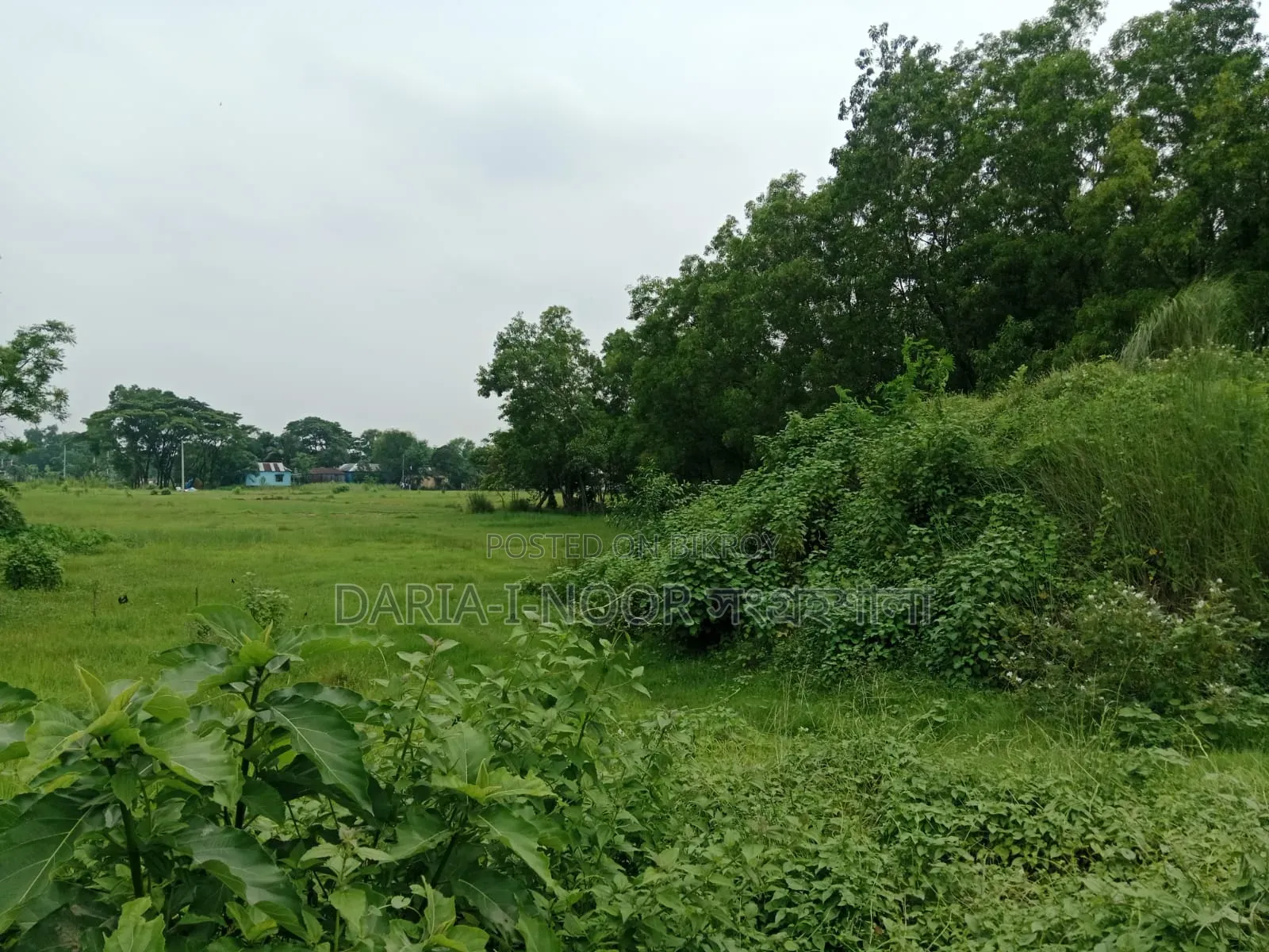 12 Bigha land for sale in one plot, Ward 29, Gazipur in Gazipur Sadar