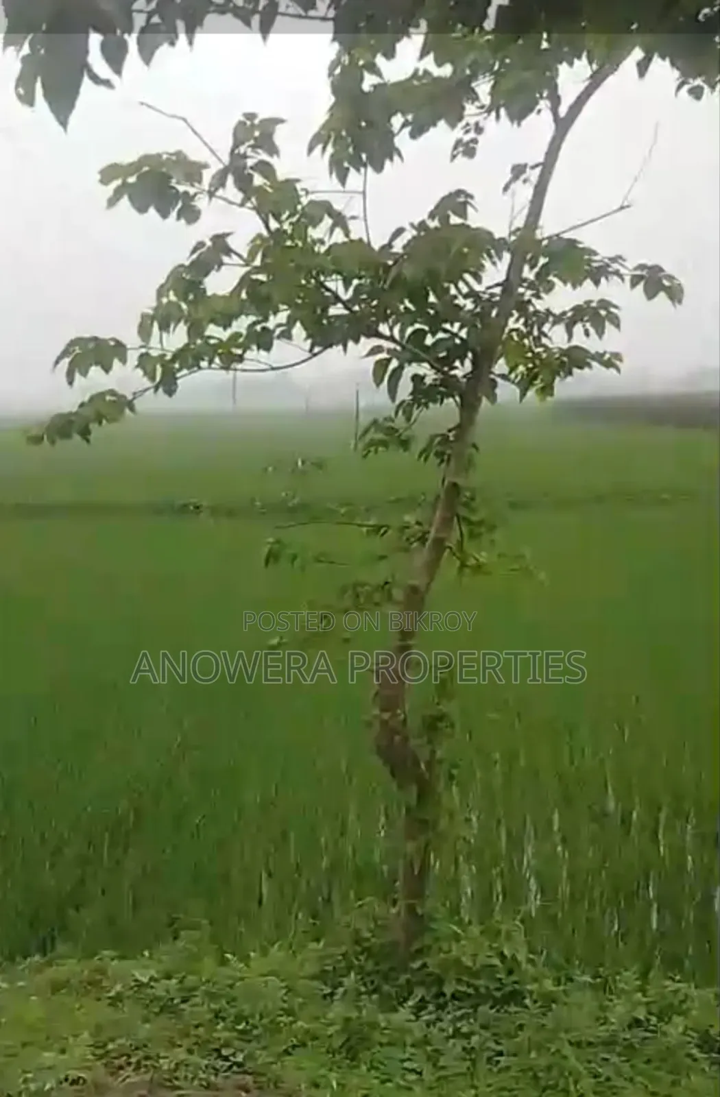 Agricultural land for sale. in Uttara