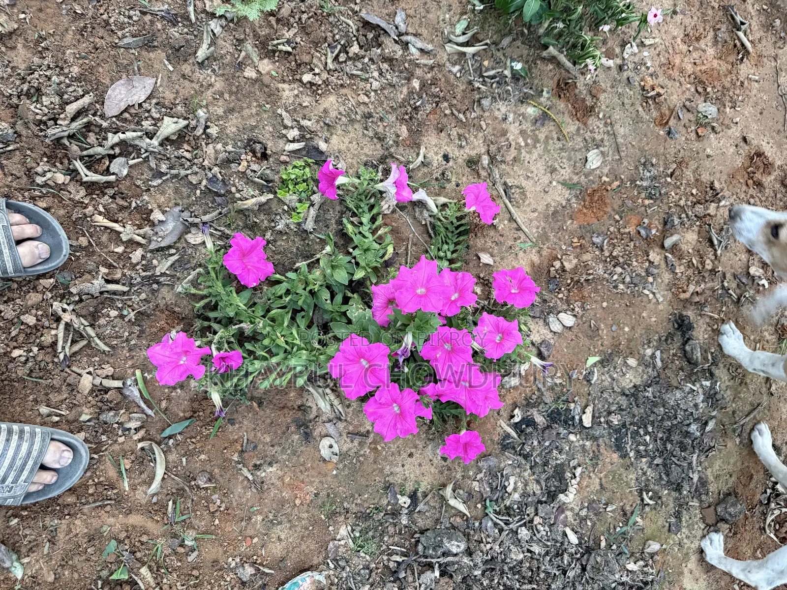 Ready Plot for Sale in Purba Shaplabagh in Majortila