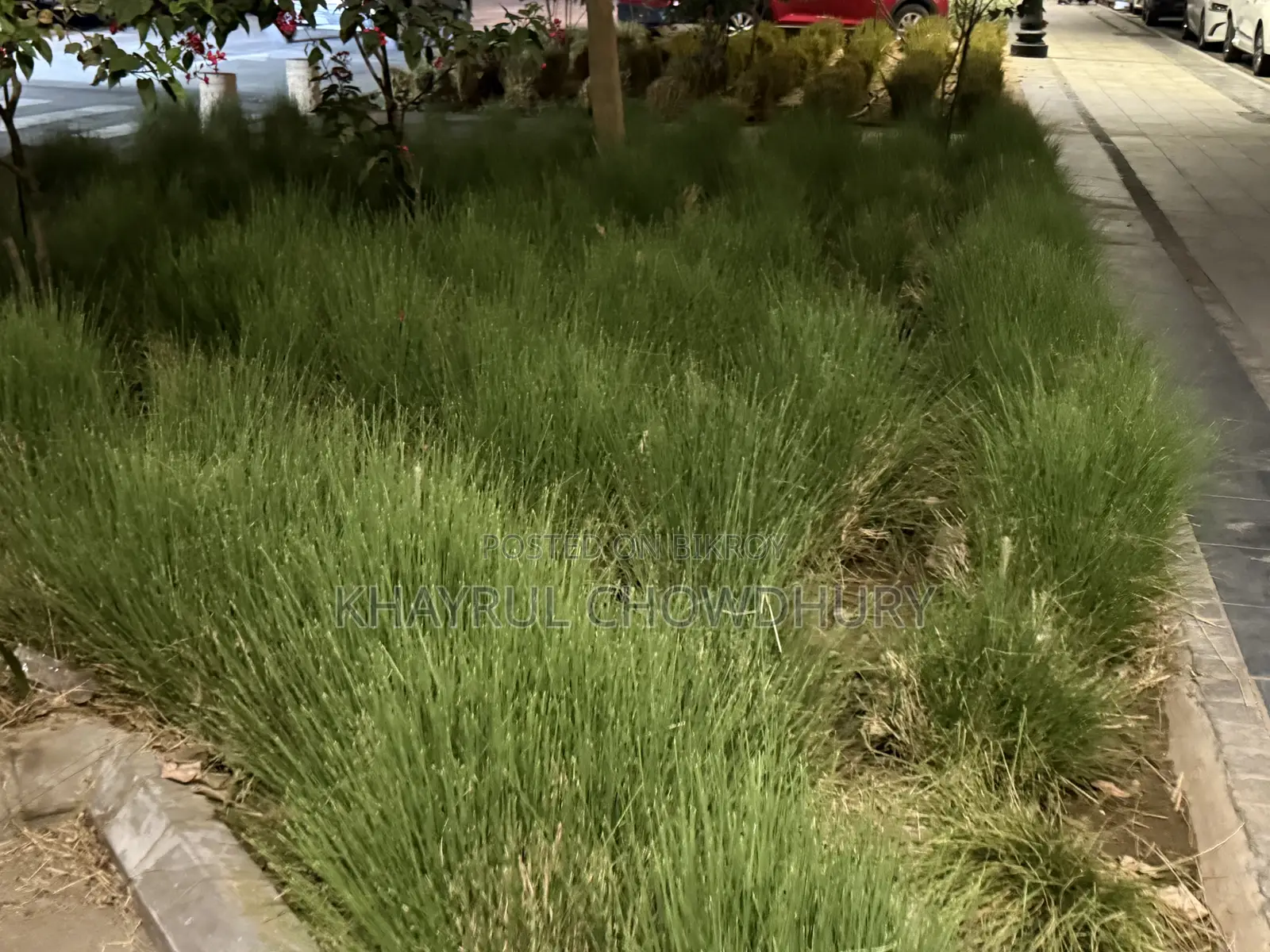 Ready Plot for Sale in Purba Shaplabagh in Majortila