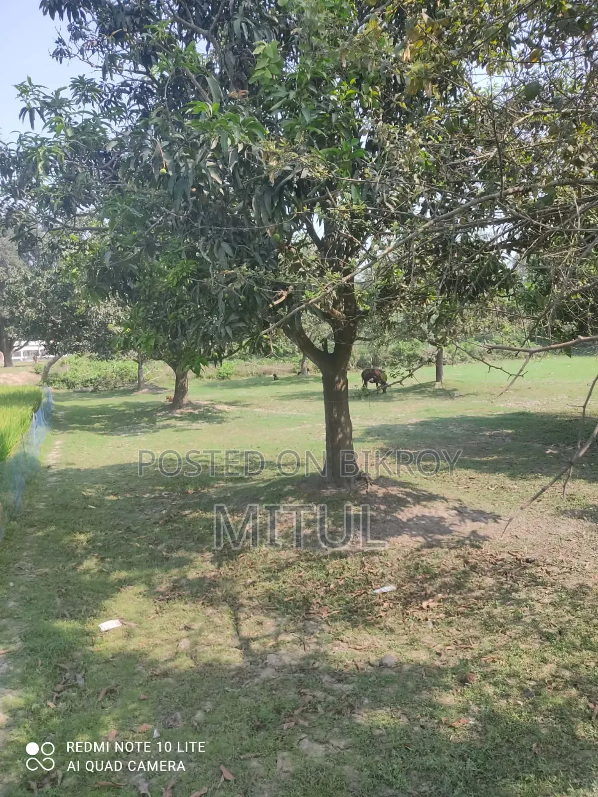 12 Katha land with six large mango trees. in Paba