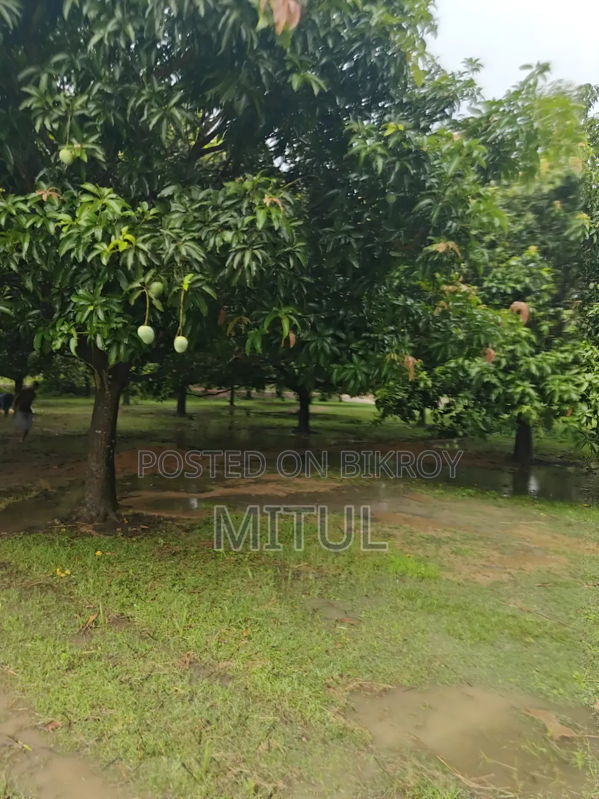 12 Katha land with six large mango trees. in Paba