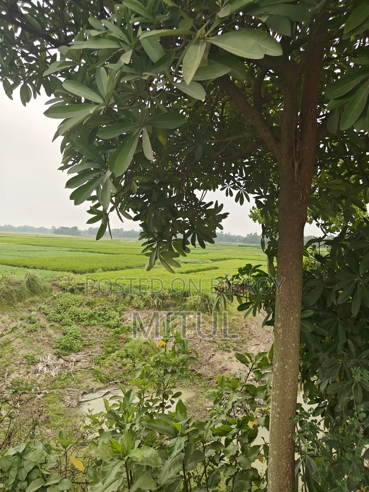 Agricultural land for sale. Located one plot behind the main road. in Paba
