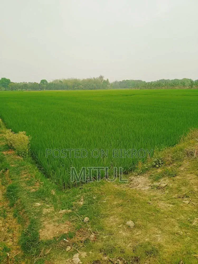 Agricultural land for sale. Located one plot behind the main road. in Paba