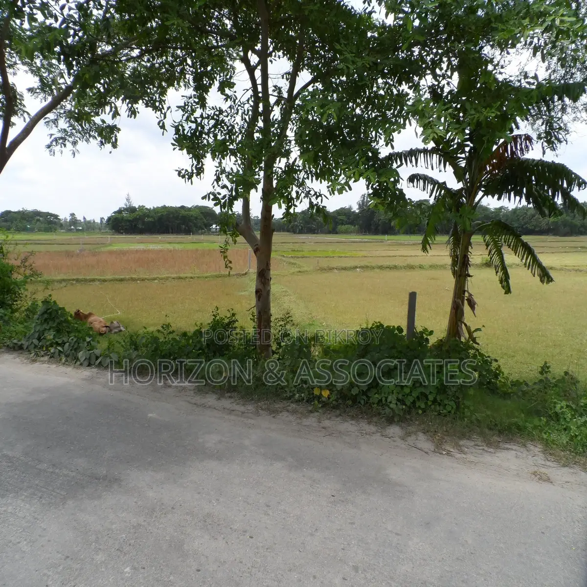 275 decimal land for sale in Noakhali Maizdee Road in Noakhali Sadar