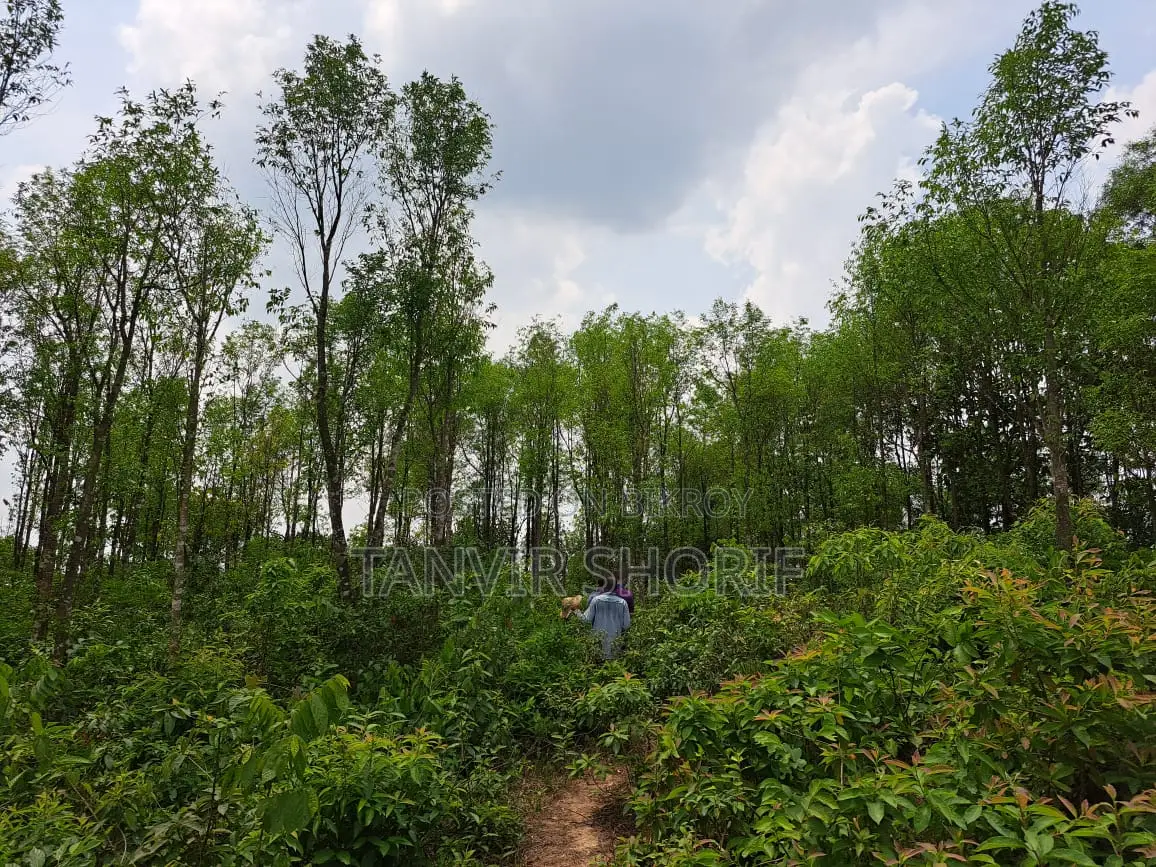 Urgent Sale of 40 Bighas of Tila Land – Maulvibazar Sadar, Sylhet in Maulvi Bazar