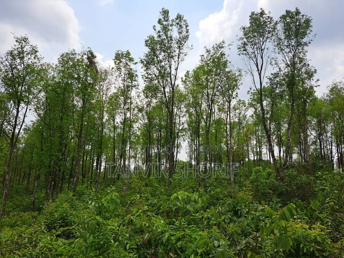 Urgent Sale of 40 Bighas of Tila Land – Maulvibazar Sadar, Sylhet in Maulvi Bazar