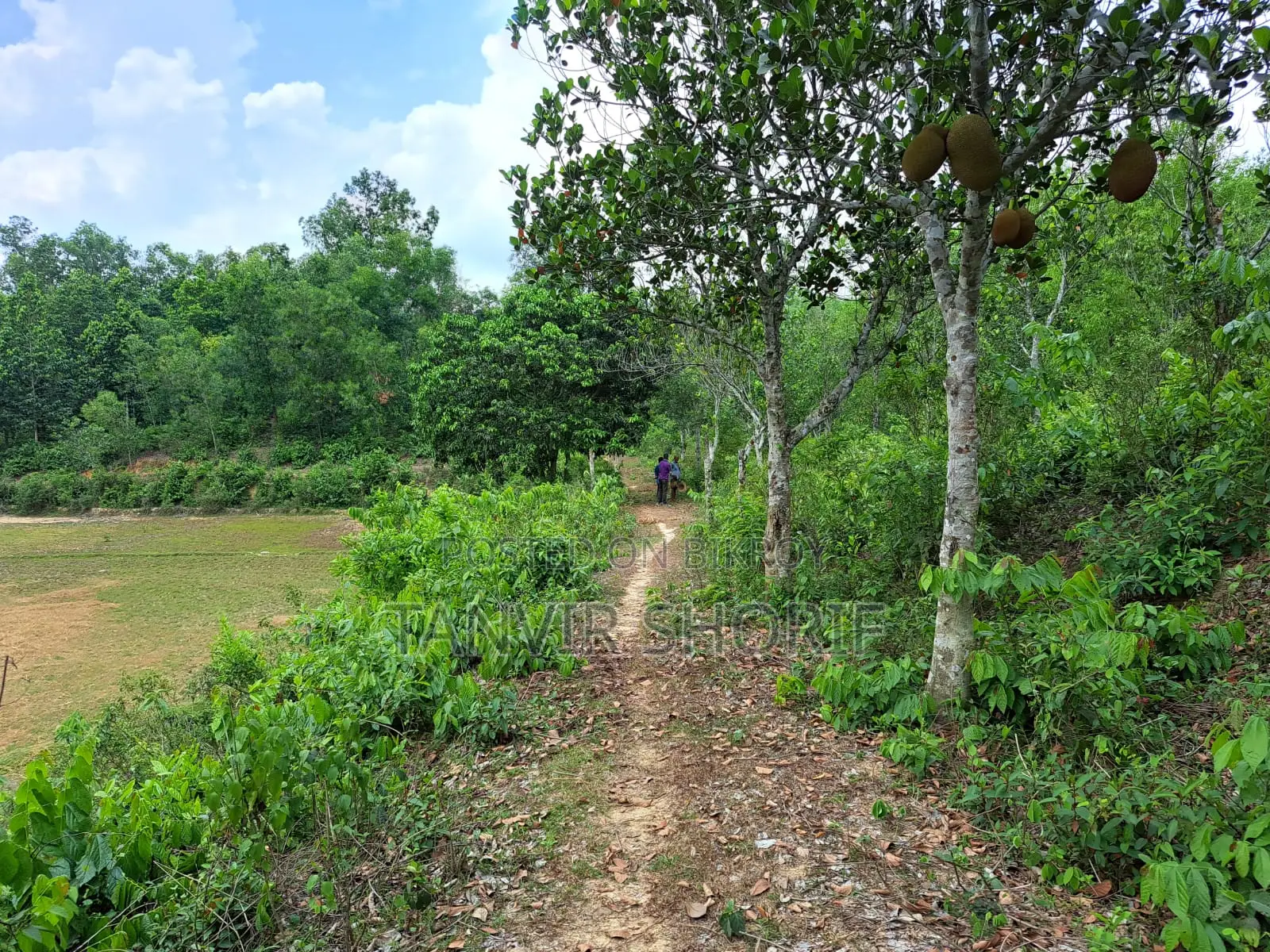 Urgent Sale of 40 Bighas of Tila Land – Maulvibazar Sadar, Sylhet in Maulvi Bazar