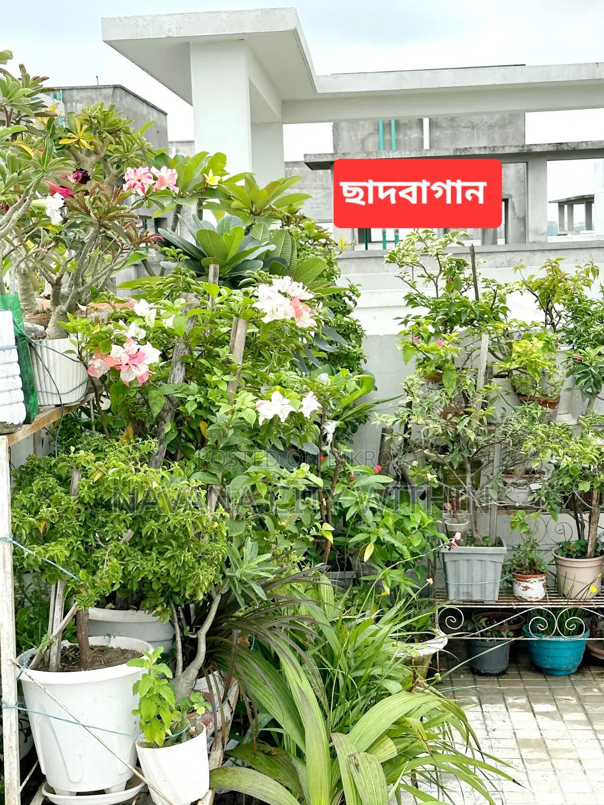 3-Bedroom Condo in Navana Real Estate, Mirpur for Sale in Mirpur