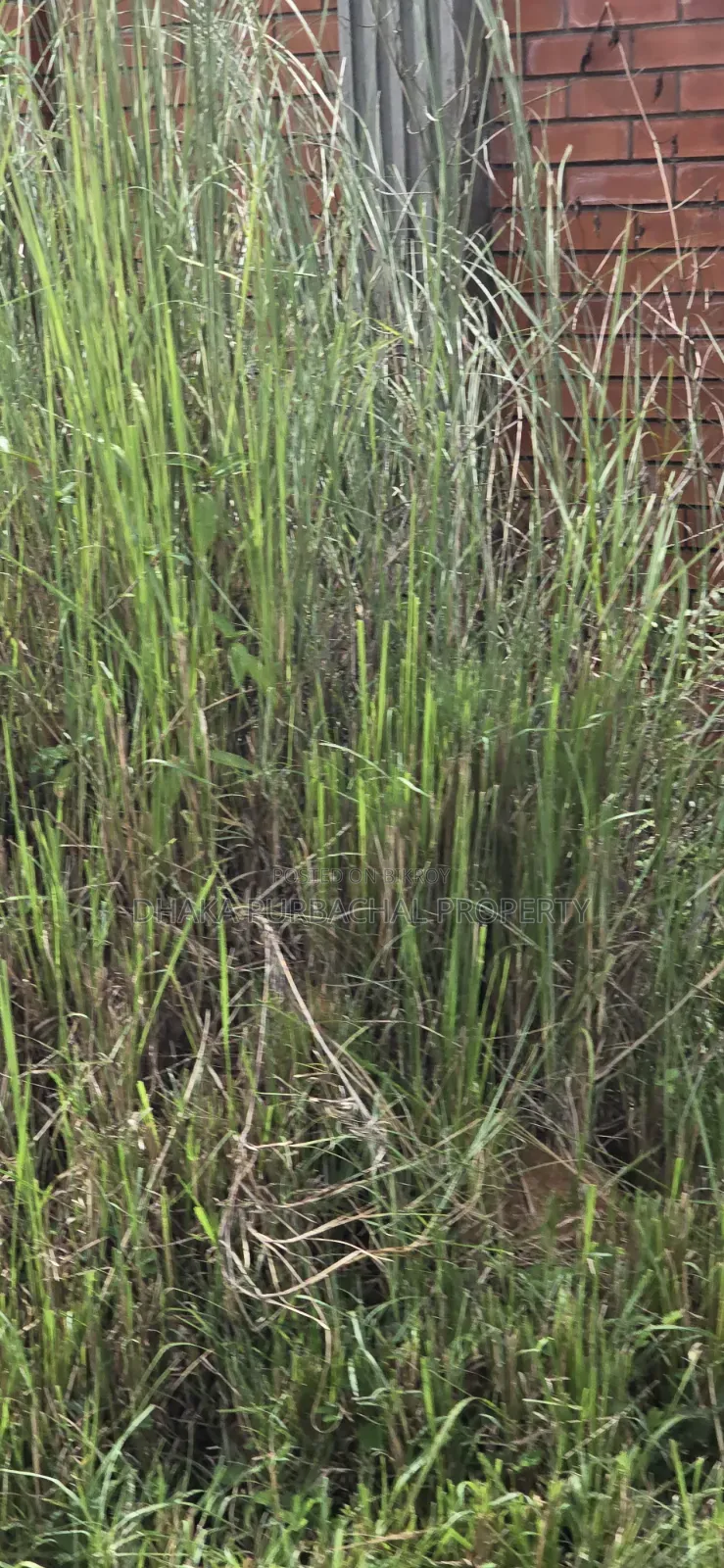 Rajuk Purbachal 10 Katha Plot in Purbachal