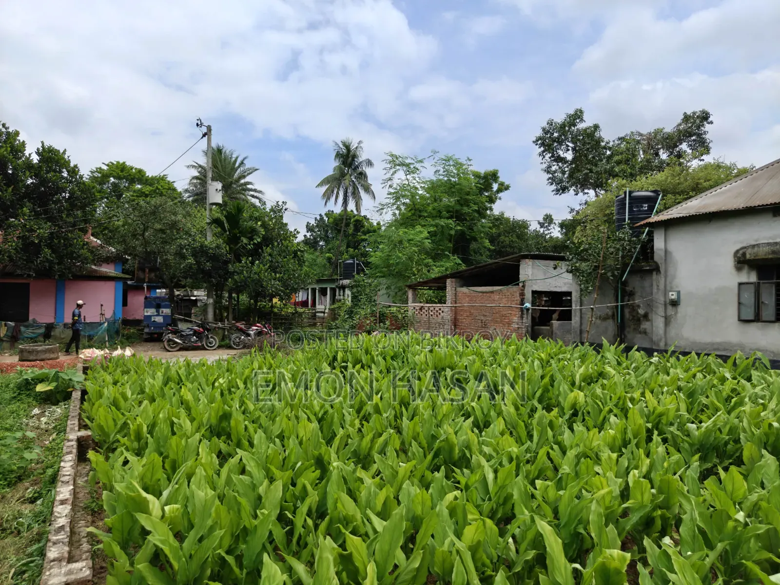 5.33 Decimal Plot - Birulia in Savar