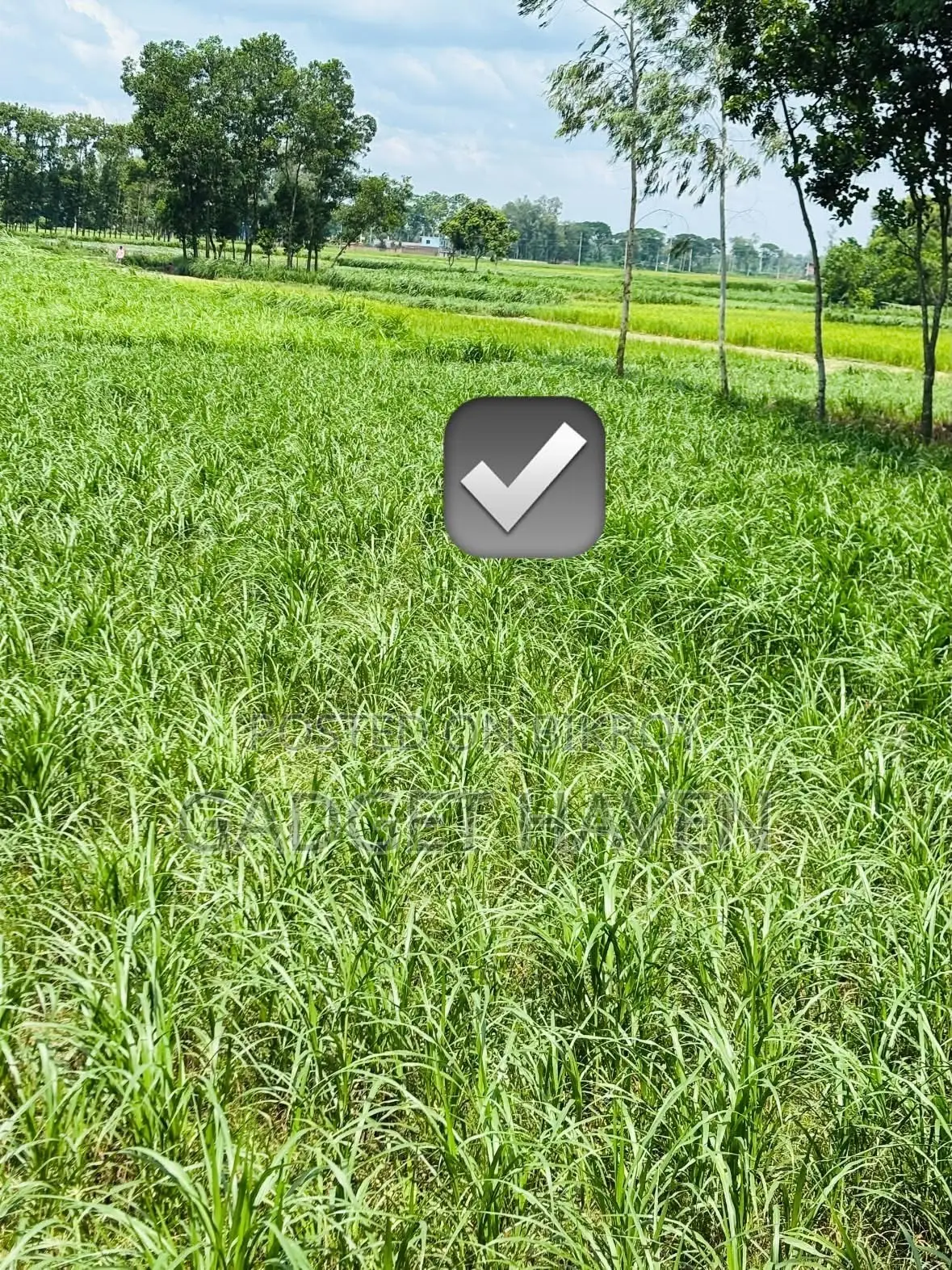 Urgent Land for Sale, Matidali, Bogura in Bogura Sadar