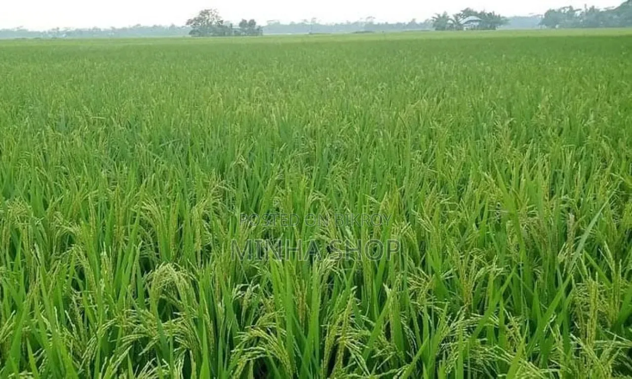 39 Decimal Arable Land for Sale in Sherpur Sadar