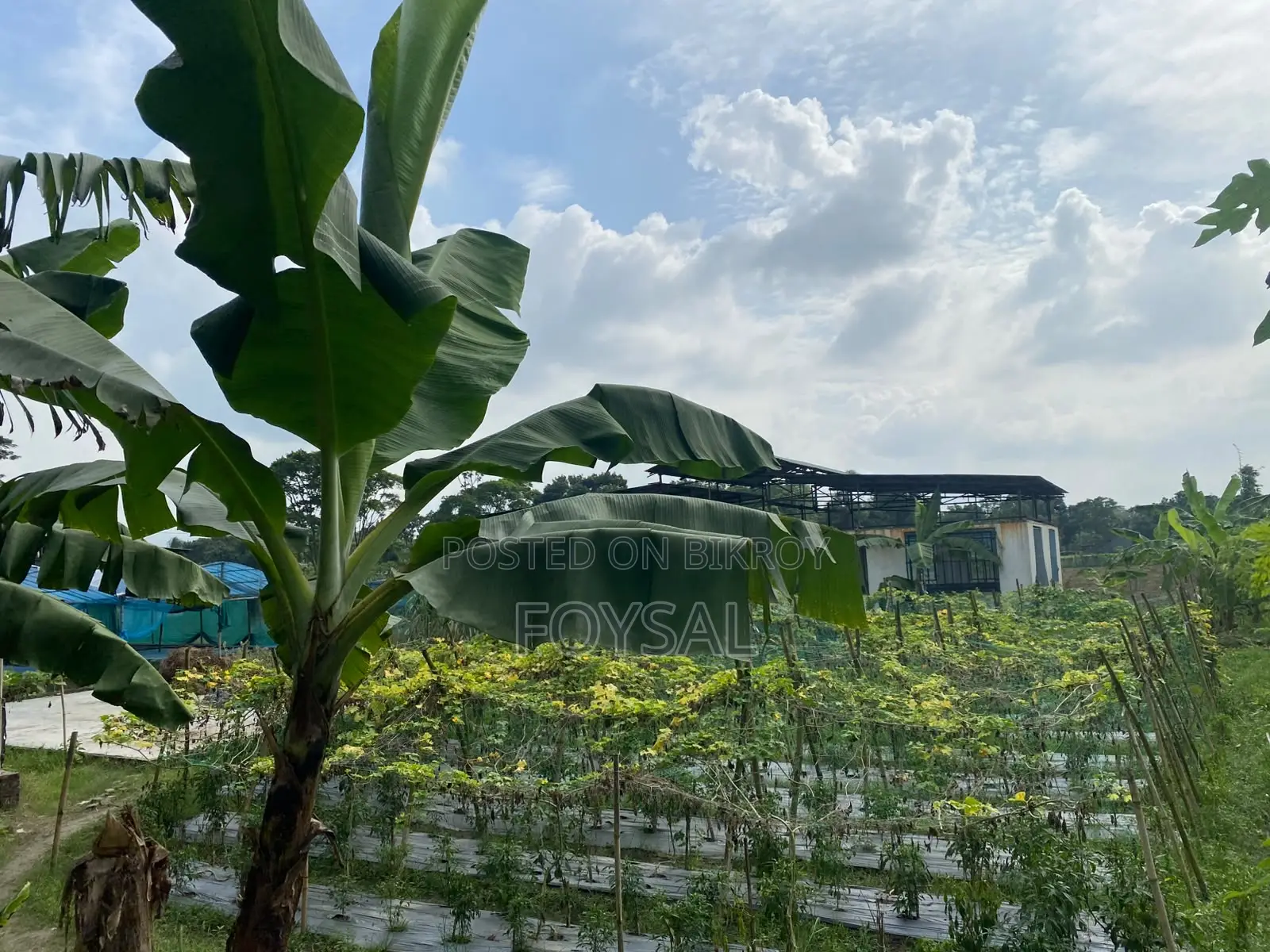 Singair, Manikganj for living or making a factory or resort. in Savar
