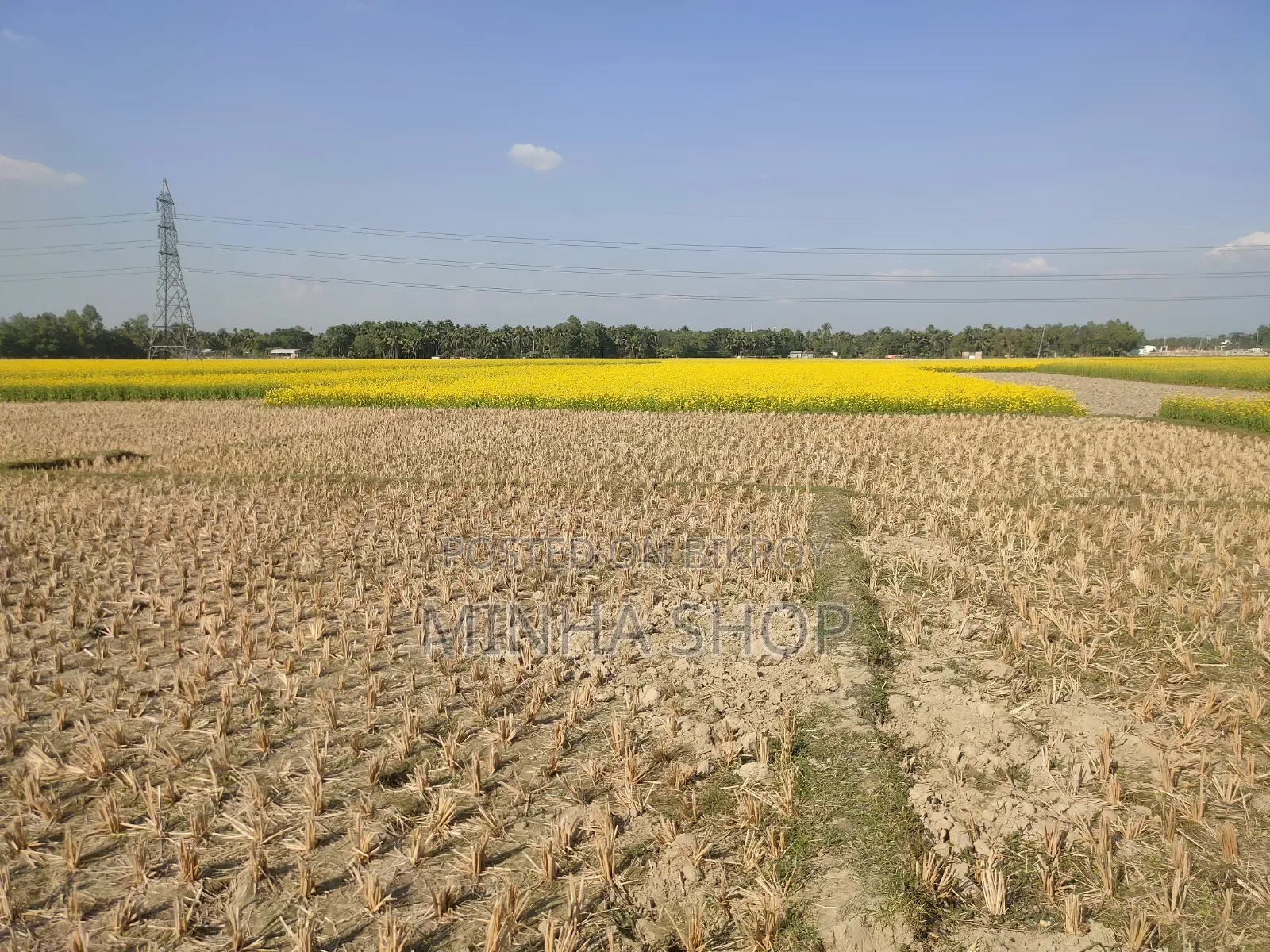 Boyra Paranpur 39 Decimal 3-Crop Land for Sale in Sherpur Sadar