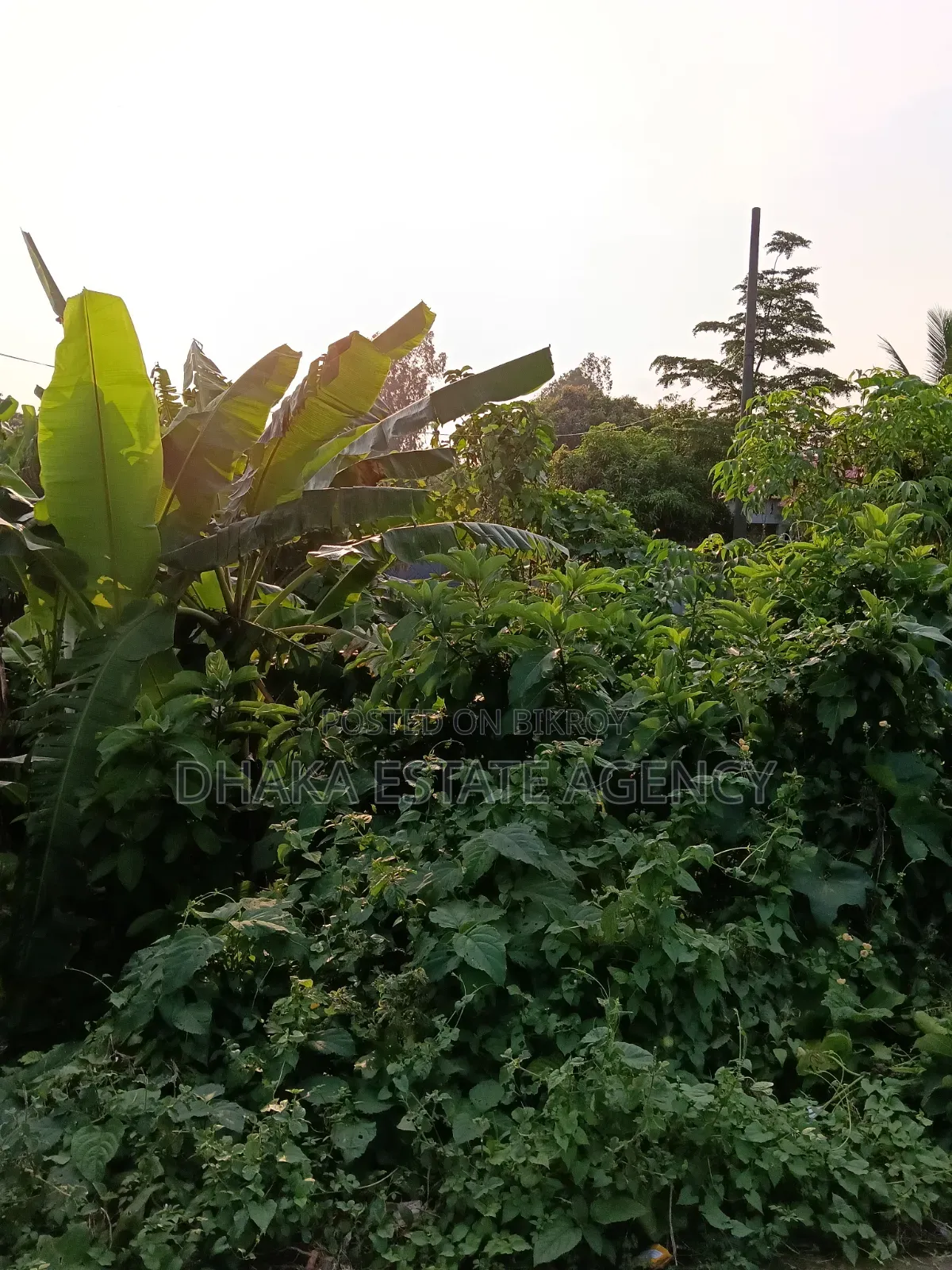Uttara Sector-16c, 5 Katha Road-3 (60 Ft) Facing the Field in Uttara