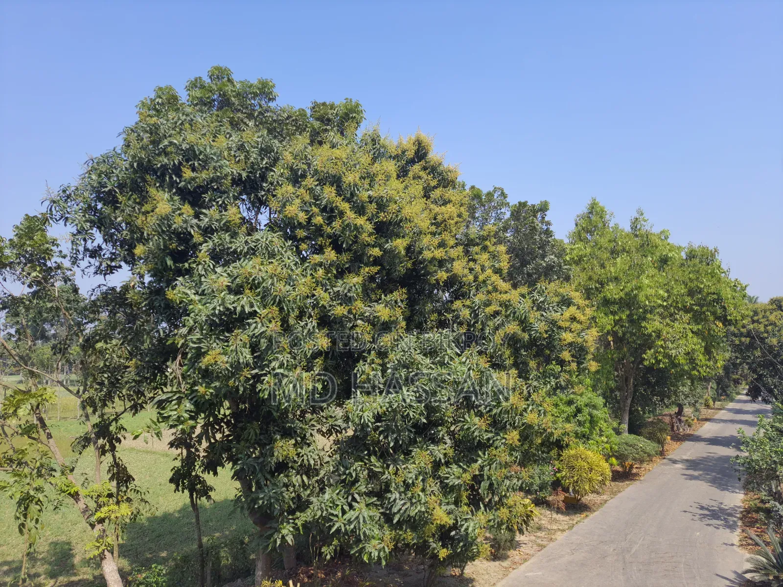 10.46 Acre Ready Poultry Hatchery and Fish Farm Sell in Rajbari Sadar