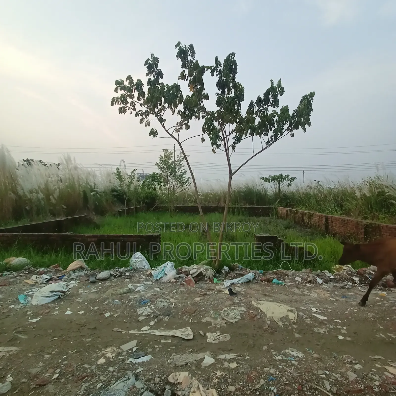 N Block 4K // South Face // Land Sale // Bashundhara R/A in Basundhara