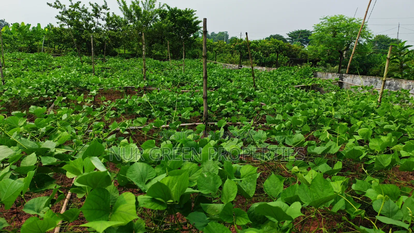 East-facing 5 katha plot for sale with 40-foot road in Purbachal