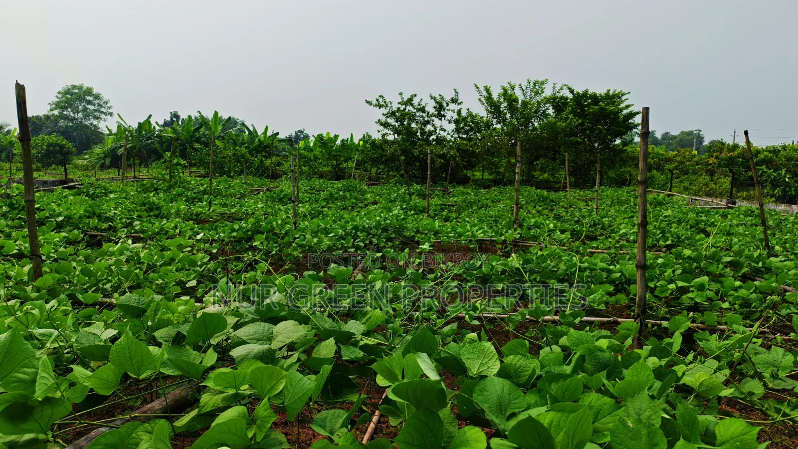 East-facing 5 katha plot for sale with 40-foot road in Purbachal