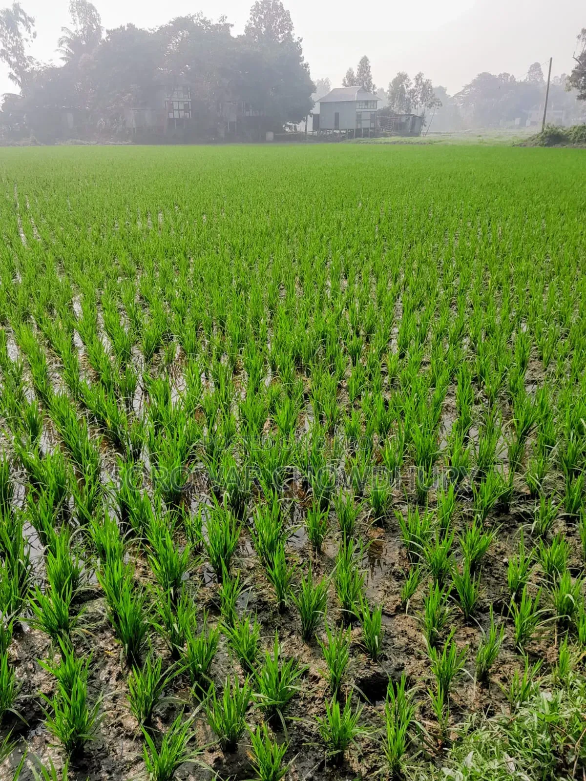 Land for sale in Koykirtan, Sreenagar in Sreenagar