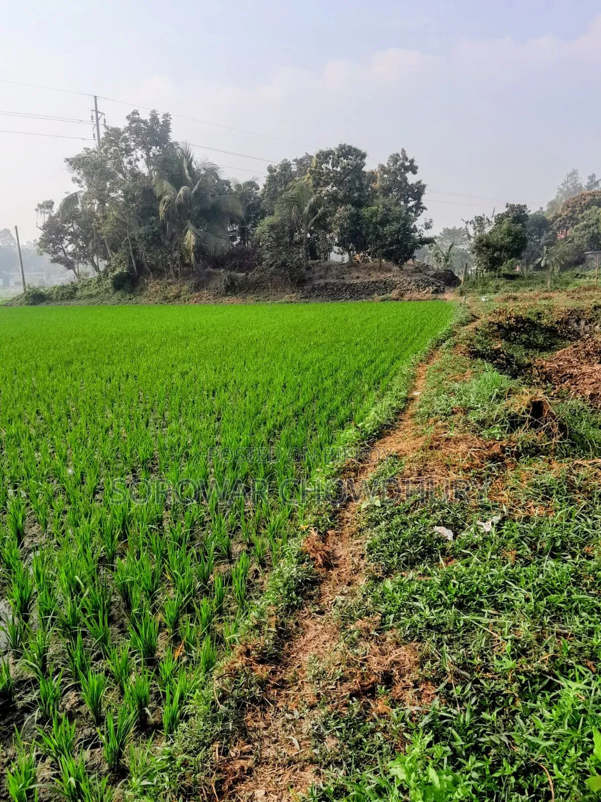 Land for sale in Koykirtan, Sreenagar in Sreenagar
